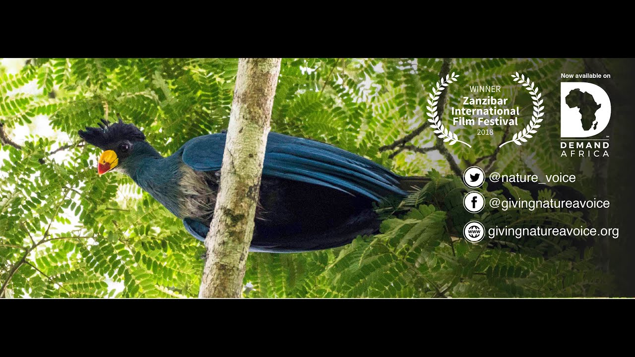 Salonga: Africa's Biggest Rainforest