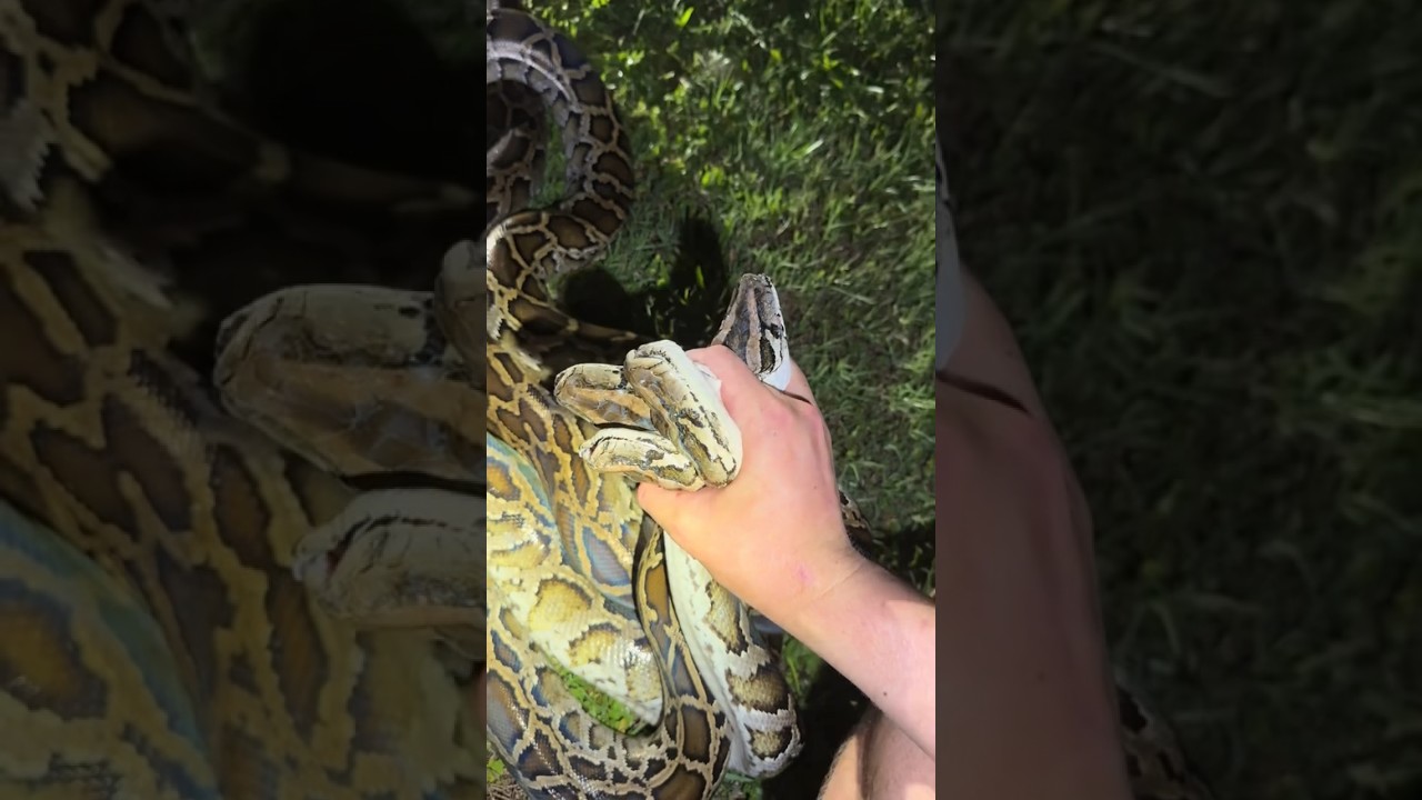 Catching a whole lot of pythons! #everglades#python#crazy#wildlife#snake#youtube#viral