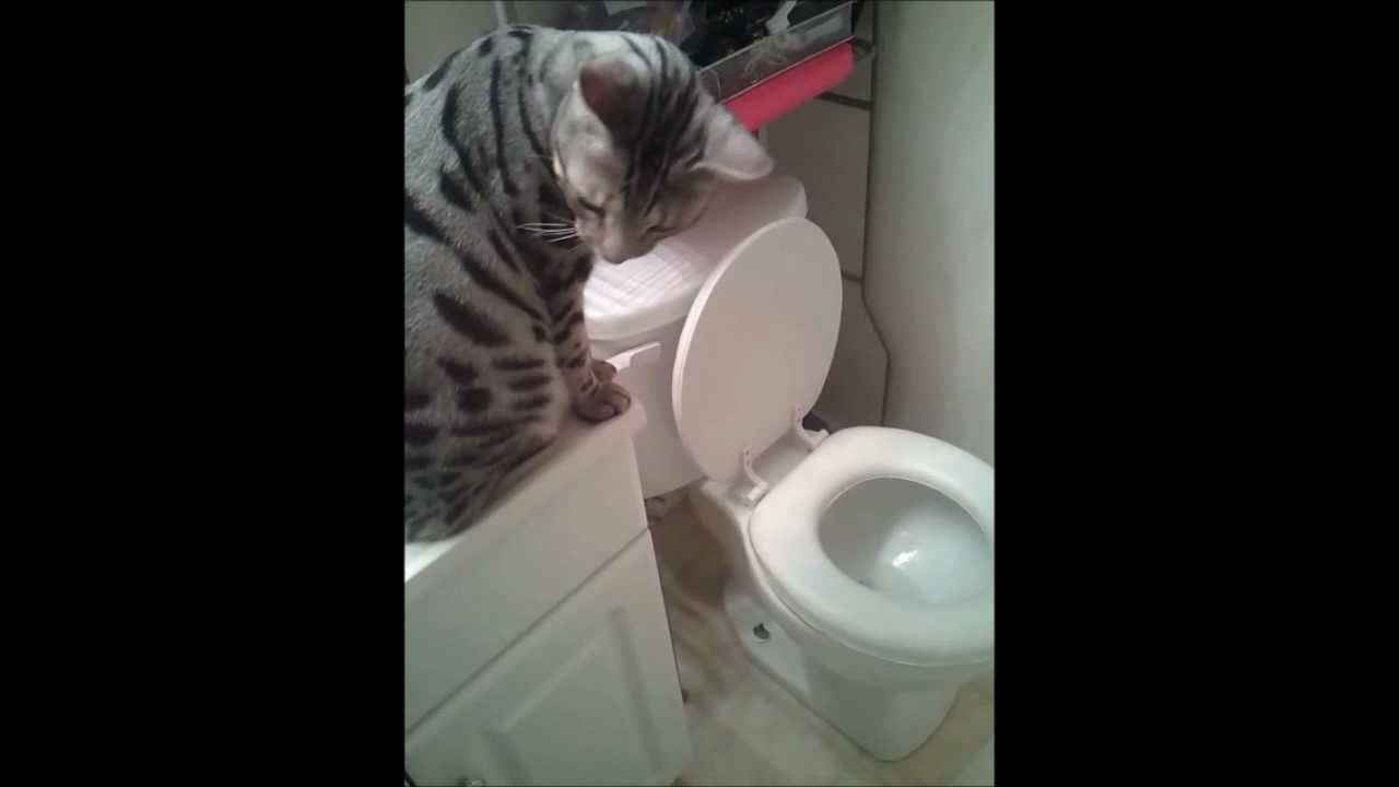 Cat learns to flush the toilet