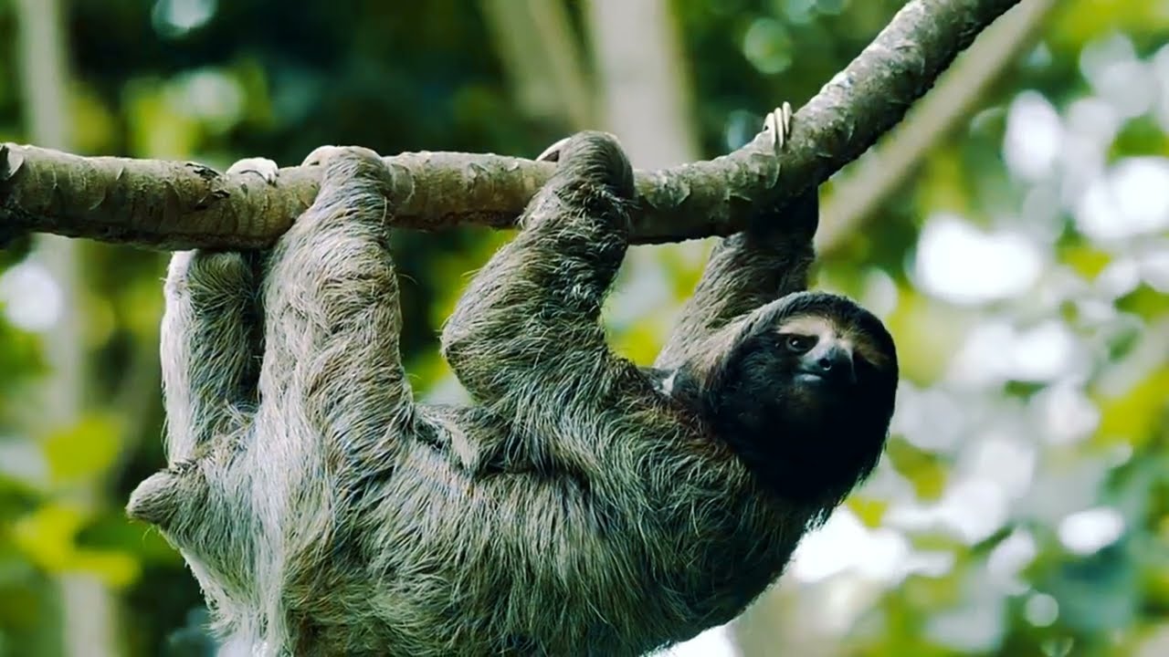 The MOST Incredible Jungle Wildlife!🦧🐿️🐒🐯🐗#discovery 