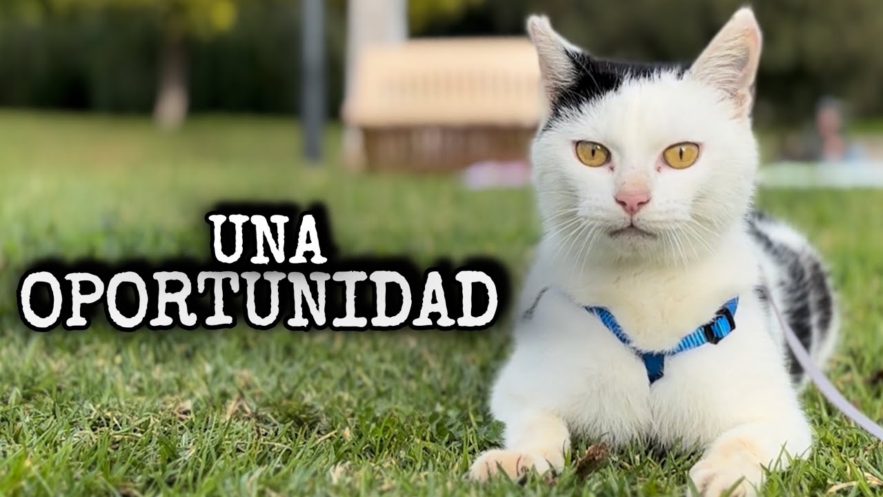 Lo MORDIÓ una RATA ? La historia de Vaqui en Valencia 