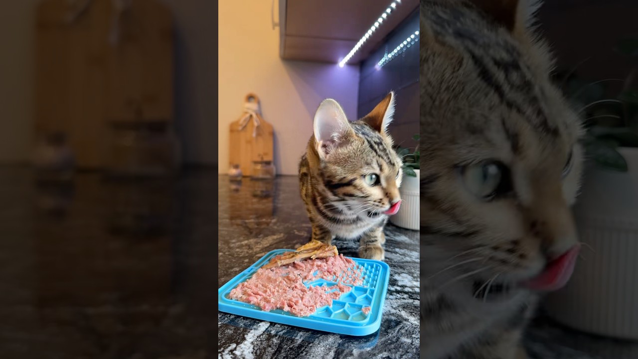Costs of feeding my bengal cat a raw diet
