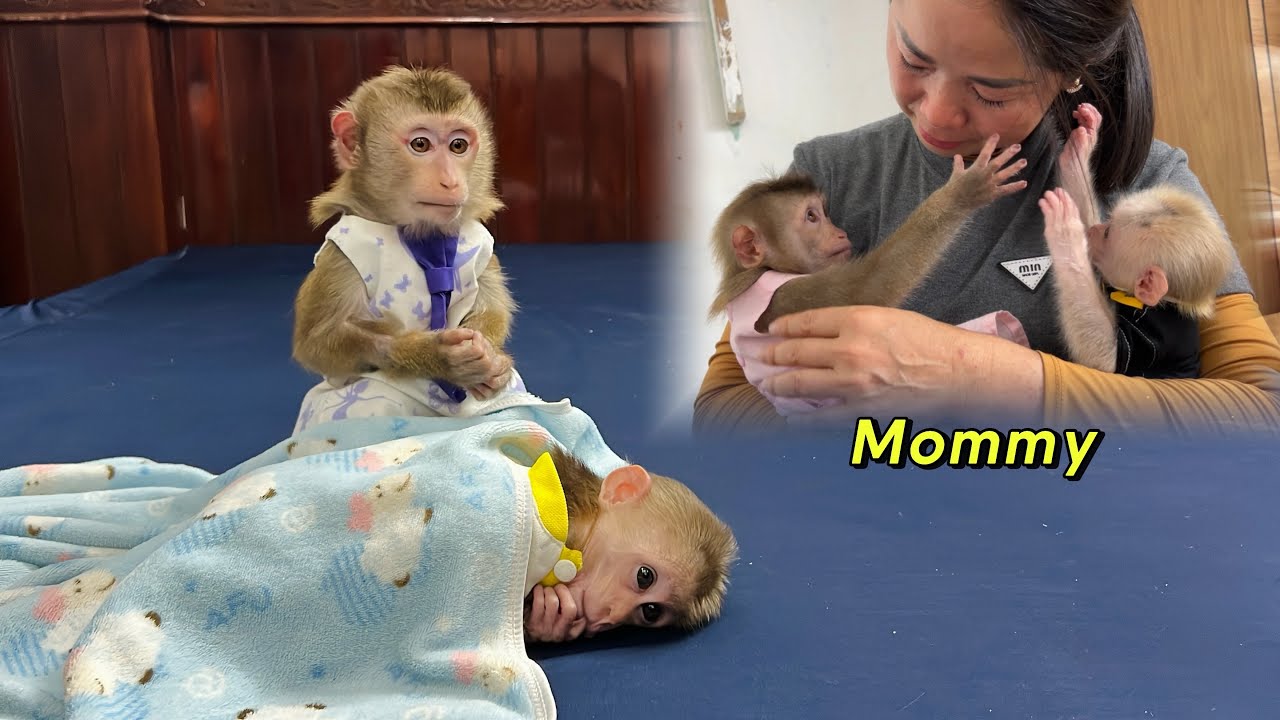 Baby monkey Tina recalls memories with her mother before she left.