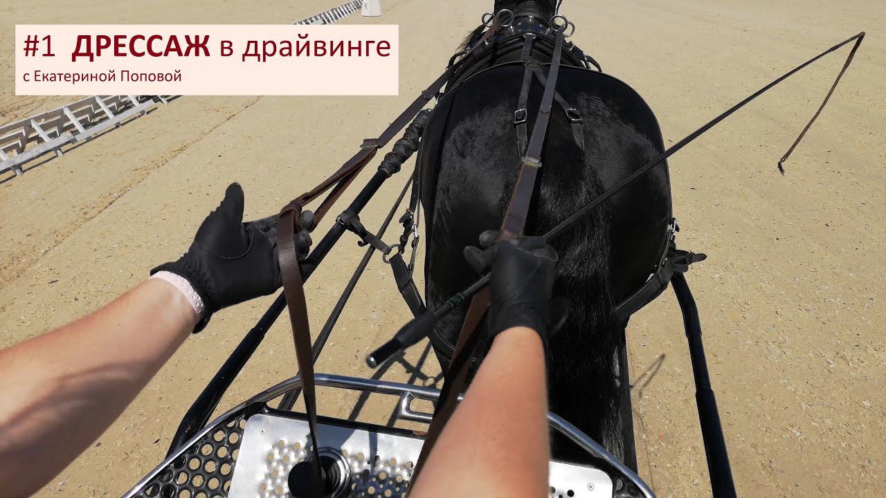 Основы дрессажа. Тренируем прямолинейность и сгибание. Спортивный конный драйвинг.
