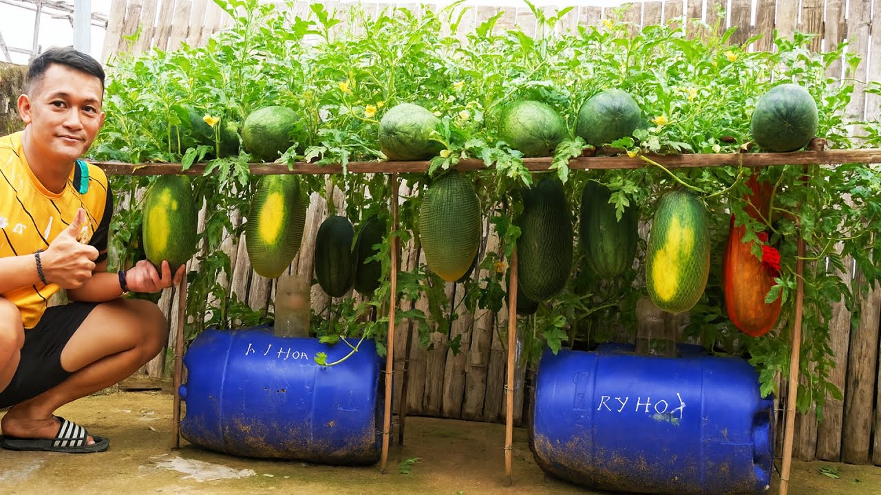 Container Watermelon Garden &ndash; Shocking Harvest Results!