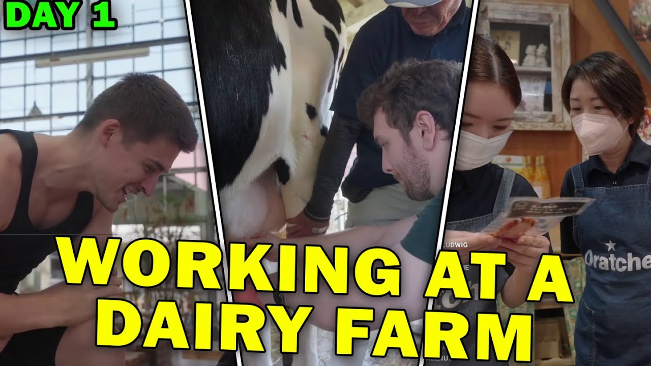 The Boys try Working on a Dairy Farm