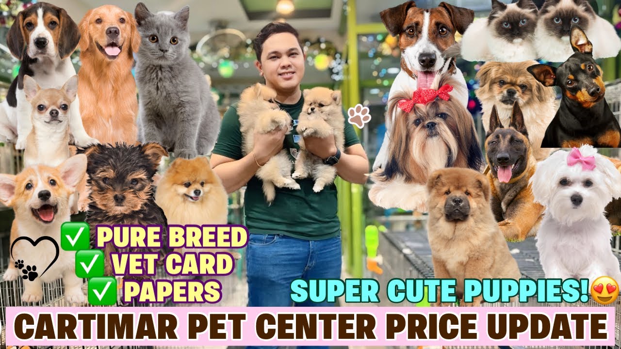 JANUARY 2025 UPDATED CARTIMAR PET PRICELIST + GIVEAWAY! CUTE & PURE BREED PUPPIES *MUST WATCH*