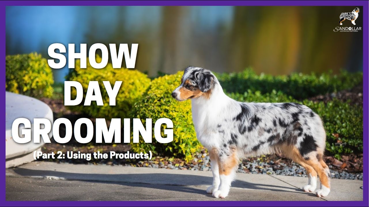 Show Day Grooming