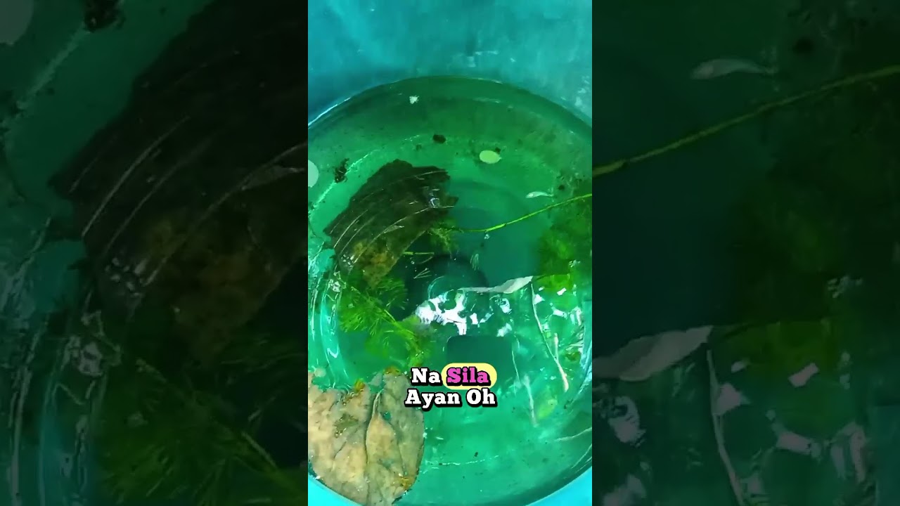 Betta Fish 🐟🐠✌️😇#betta #bettafish #fishing #fishkeeping #fish #reelsvideoシ #fishkeeper #hobbyist 