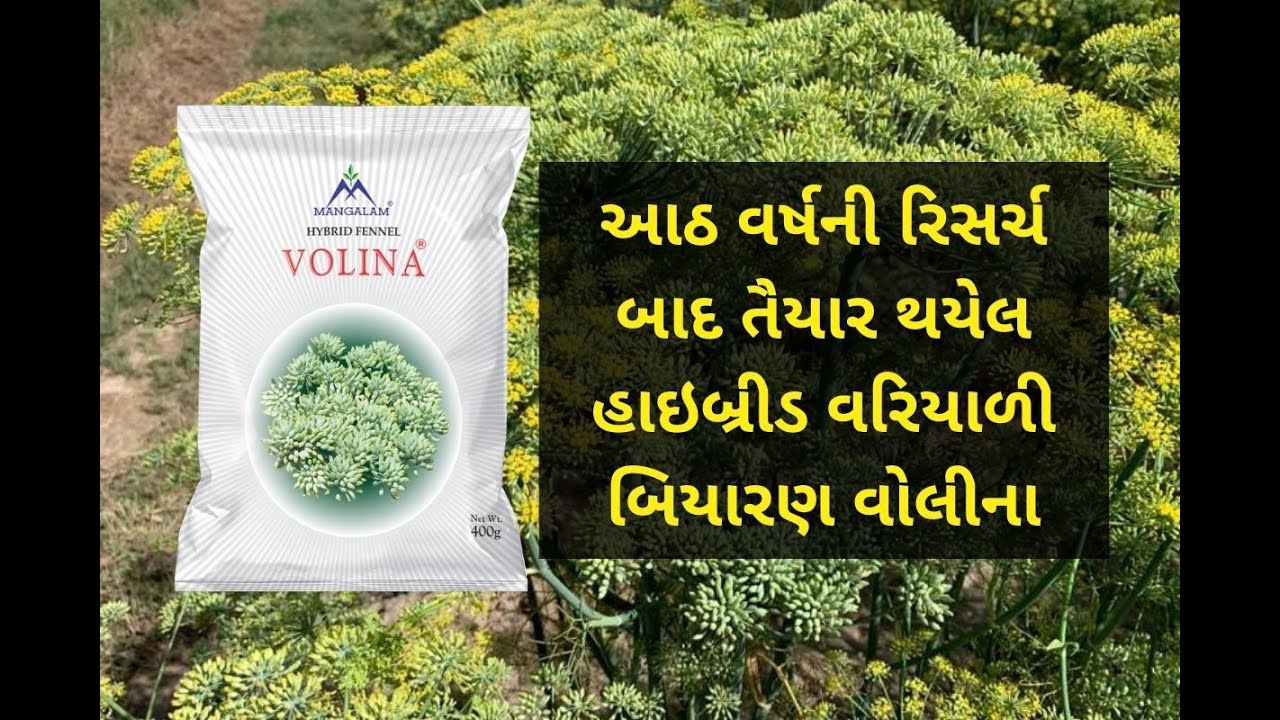 આઠ વર્ષના રિસર્ચ બાદ તૈયાર થયેલ વોલીના હાઇબ્રીડ વરિયાળી | Mangalam Volina Hybrid Fennel Seeds