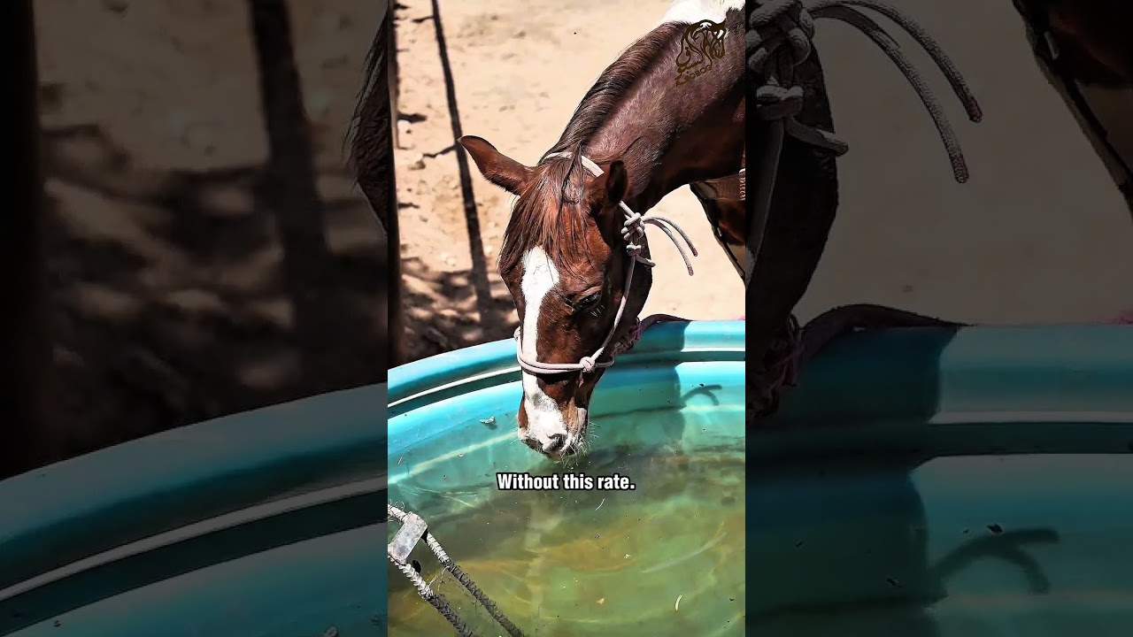 فترة الصيف ومعاناة المقيض#خالد_الرحومي