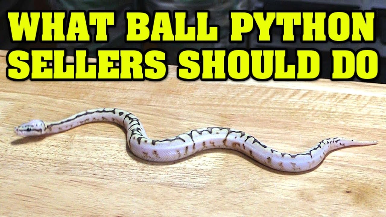 Selling etiquette.  Basic rules for selling snakes!  What to disclose, health, and size!!