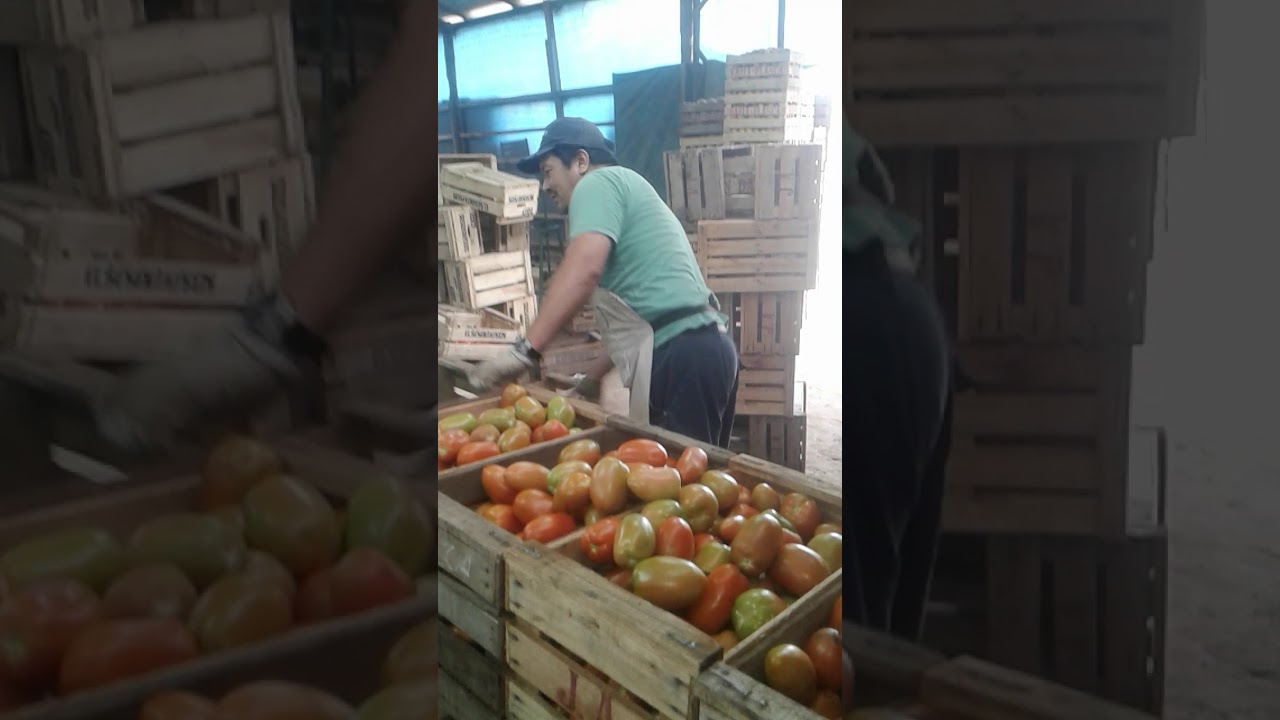 EMBALANDO TOMATES CON DON GABRIEL ...JJ