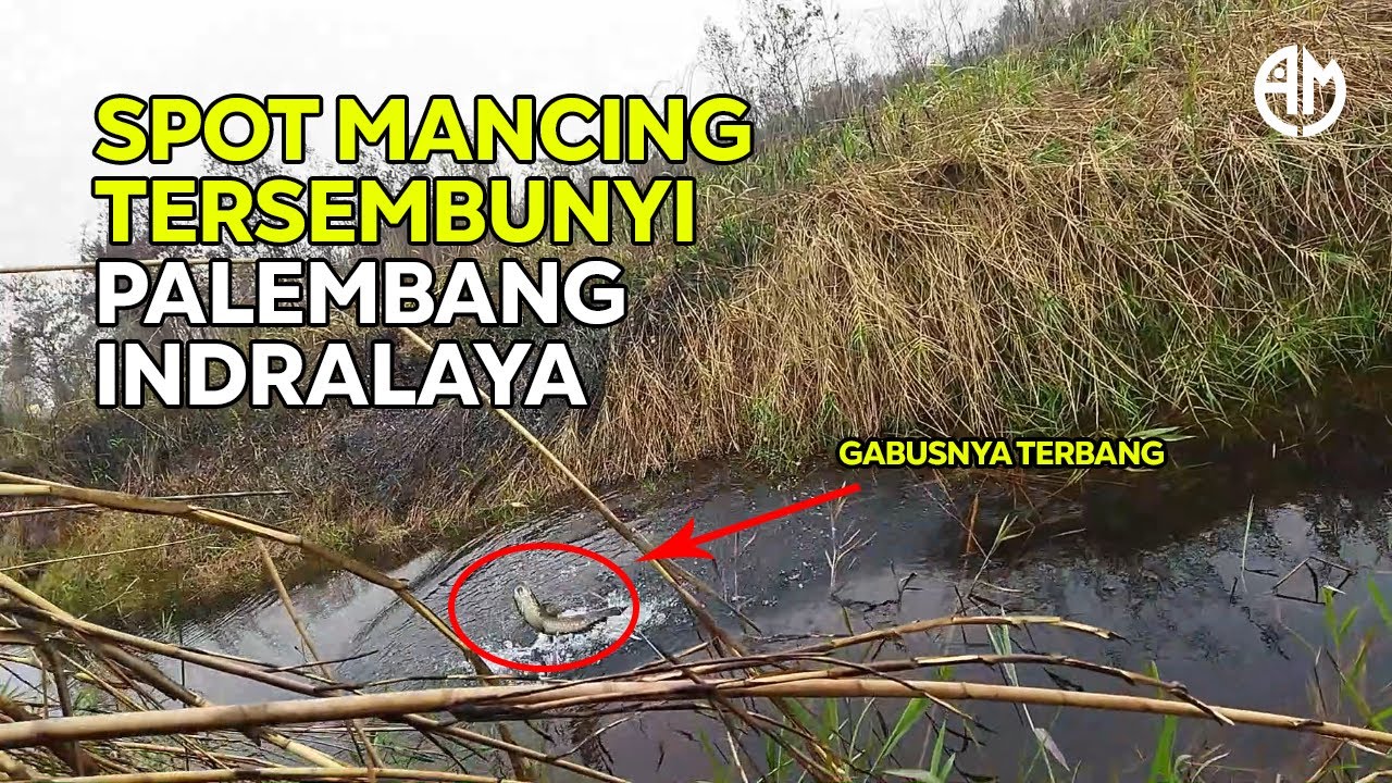 GABUSNYA TERBANG !! Spot Mancing Rawa Jalan Lurus Palembang Indralaya...