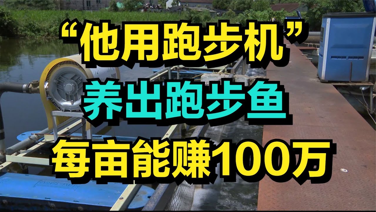 他用“跑步机”，养出跑步鱼，每亩塘能赚100万，这个小伙厉害了