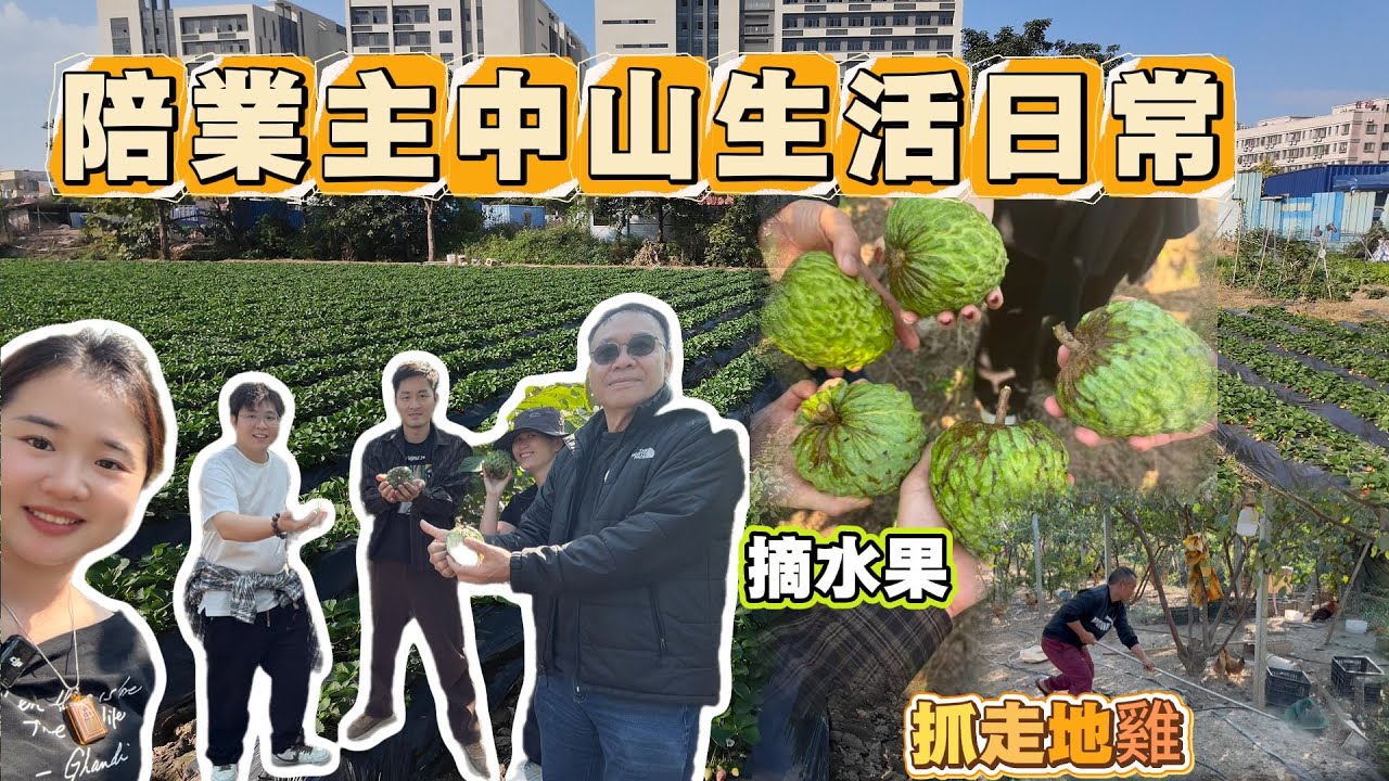 香港人中山半退休生活｜買咗車後越來越鐘意上中山｜到江門 佛山 珠海 中山飲飲食食｜摘水果｜食走地雞｜新鮮蔬菜｜業主話成個人開心好多👍