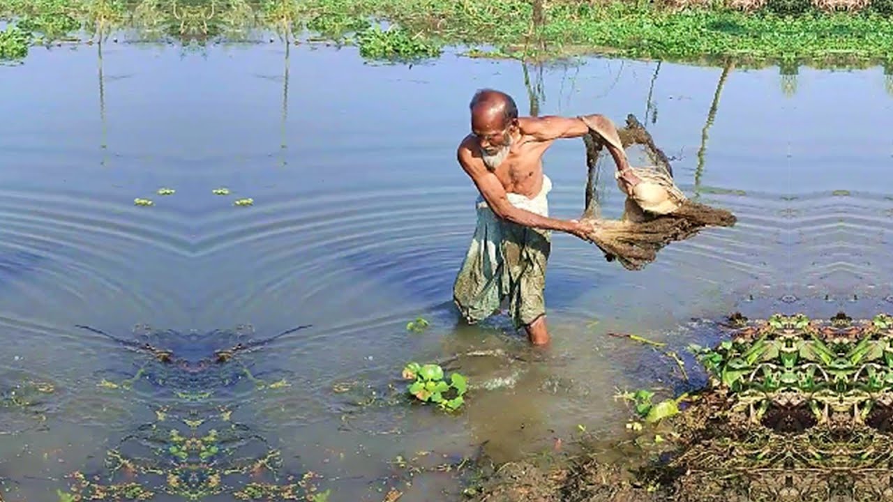 Cast Net Fishing by Skilled Fisherman - Amazing Fishing Video - Traditional Village Fishing