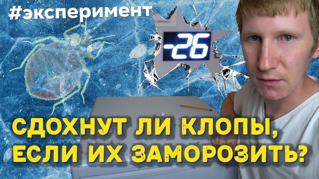 При какой минусовой температуре погибают клопы