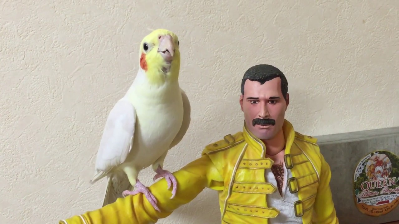 Cockatiel sings　Another One Bites The Dust＆Radio GaGa