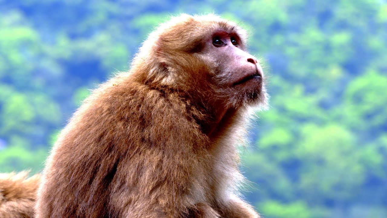 Southern Anhui Series | Episode 3: Stump-tailed macaque