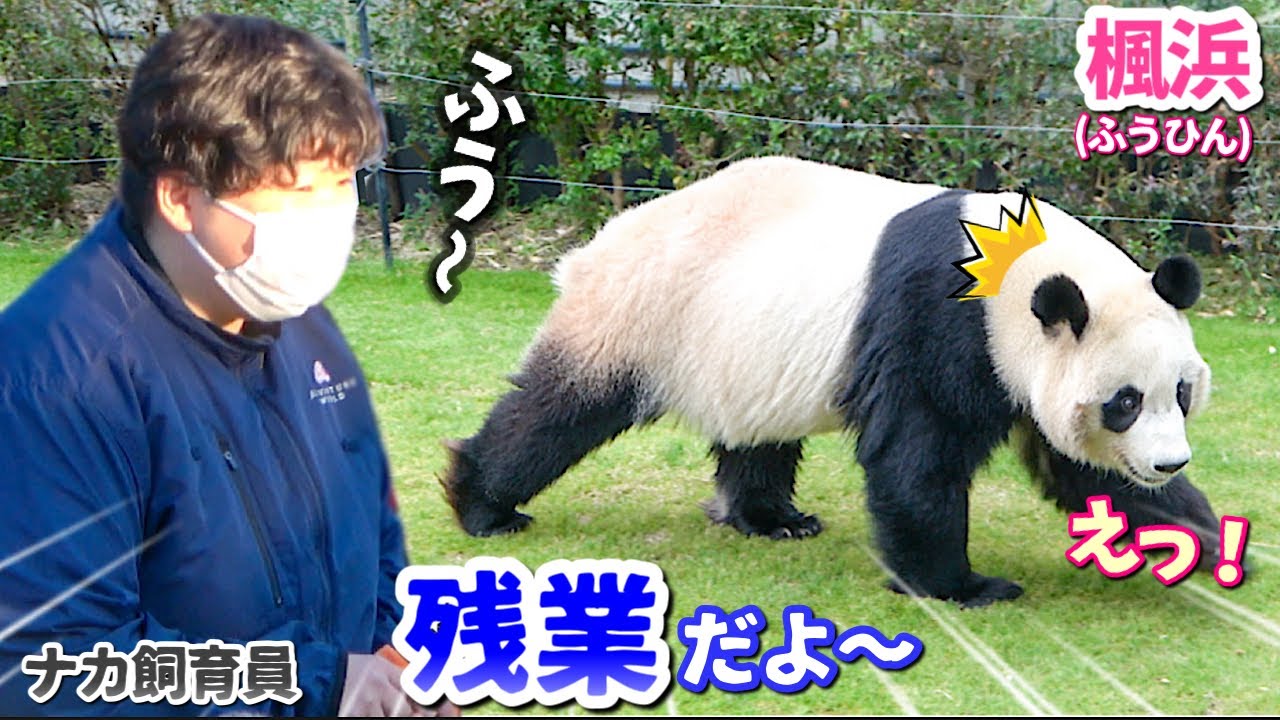 【パンダアイドル楓浜】ナカさんに今日は16時半までよ〜と帰宅時間を告げられるふうひん🐼普通に会話してる〜❗️