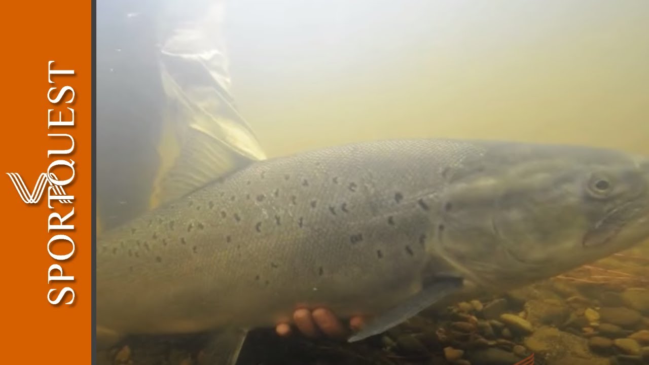 Fly Fishing Sea Trout Argentina on the Rio Gallegos at Las Buitreras 🐟