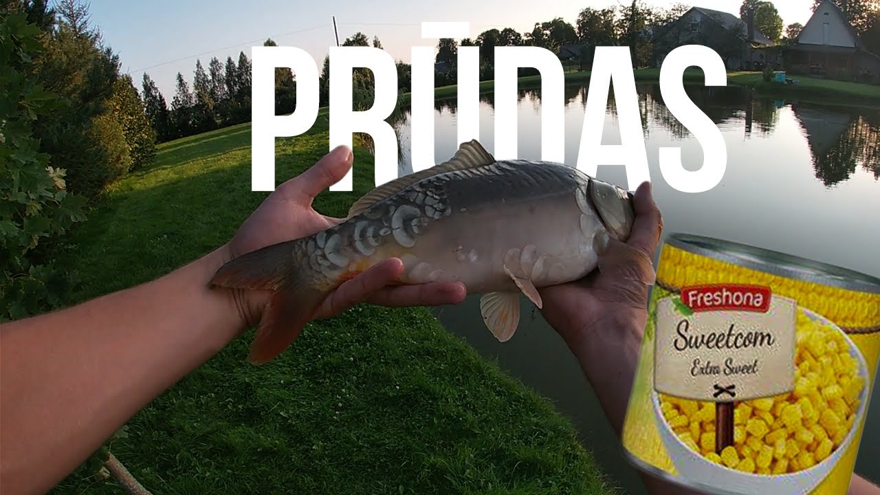 Karpių žvejyba kaimo prūde plūdine me&scaron;kere