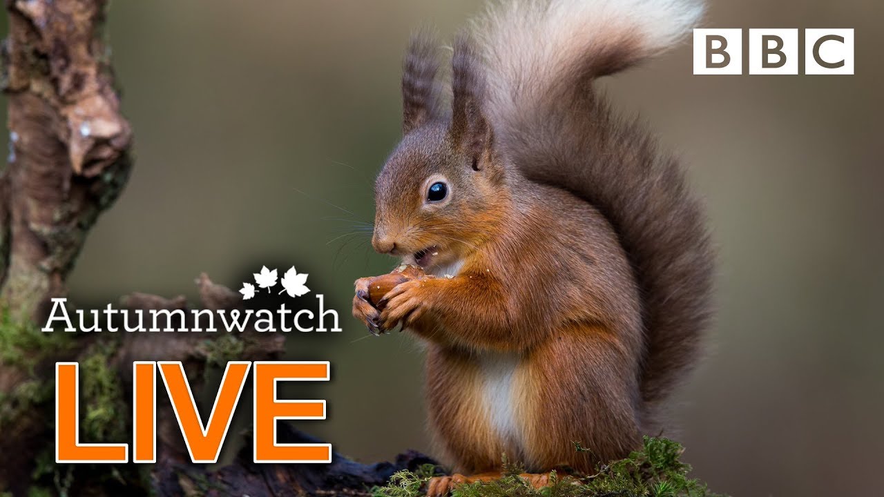 Cute wildlife cams UK 30 Oct 🦔🐾🐿 | BBC Autumnwatch