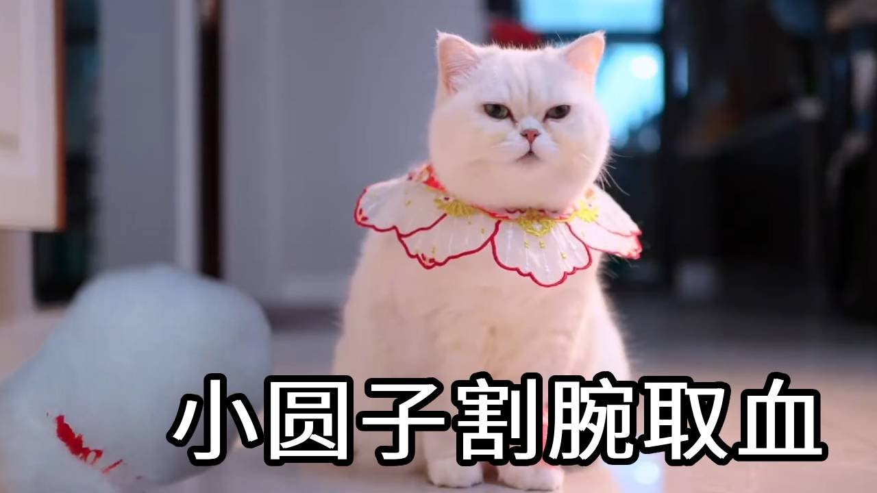 小圆子为帮助哥哥早日康复竟然割腕取血，七宝为了保护小圆子故意假装生气把她赶走，七宝的伤病究竟应该如何？！【七宝小圆子】