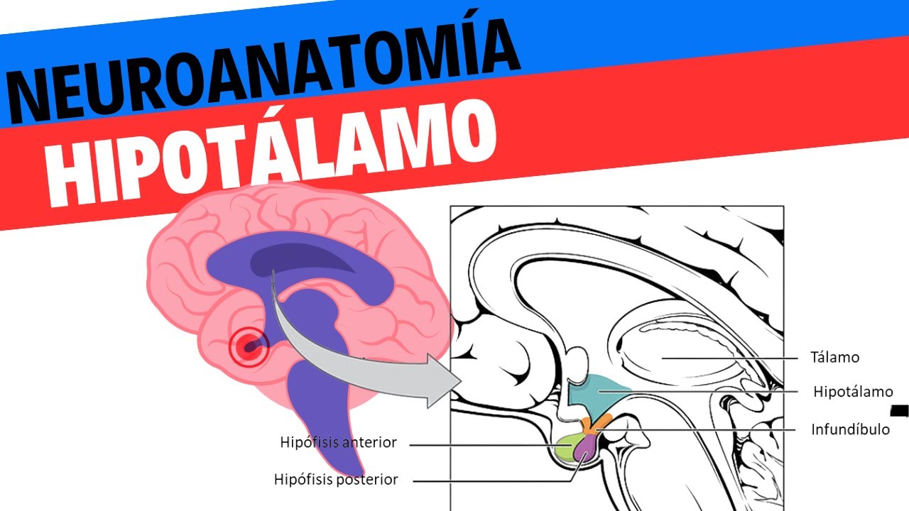 Neuroanatomía y fisiología del hipotálamo. Neurociencias 18