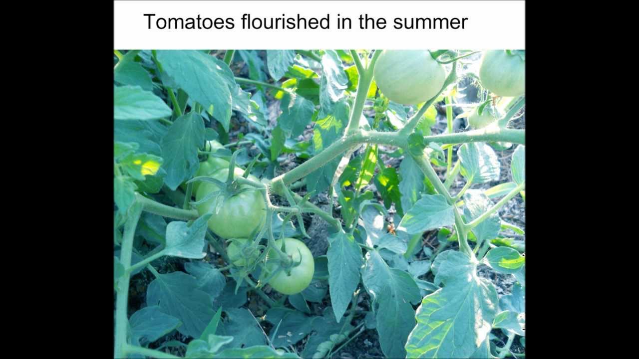 The Chosen Path Tornado Story