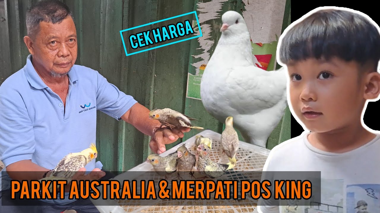 CEK HARGA BURUNG PARKIT AUSTRALIA & MERPATI POS KING || PASAR BURUNG PRAMUKA JAKARTA #fishing #kids