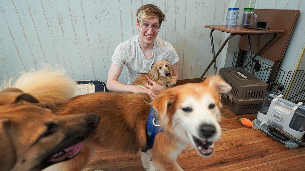 The Greatest Dog Cafe in Tokyo