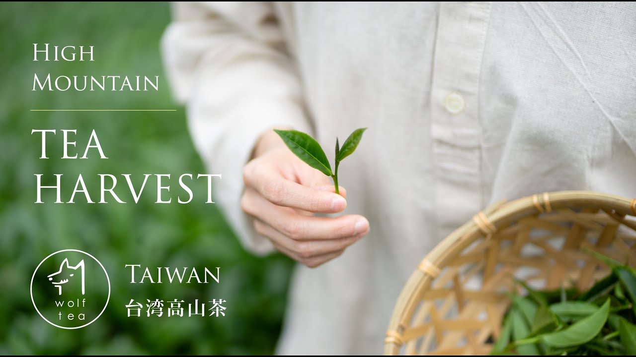 Tea Harvest and Growth in Taiwan High Mountain