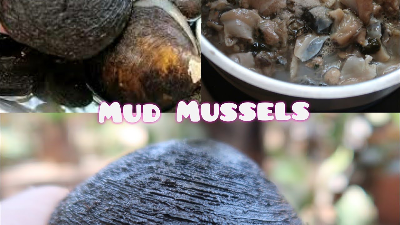 Clean and cook Mud Mussels ,Indian style. |Chikla Khube | Using sickle skills.