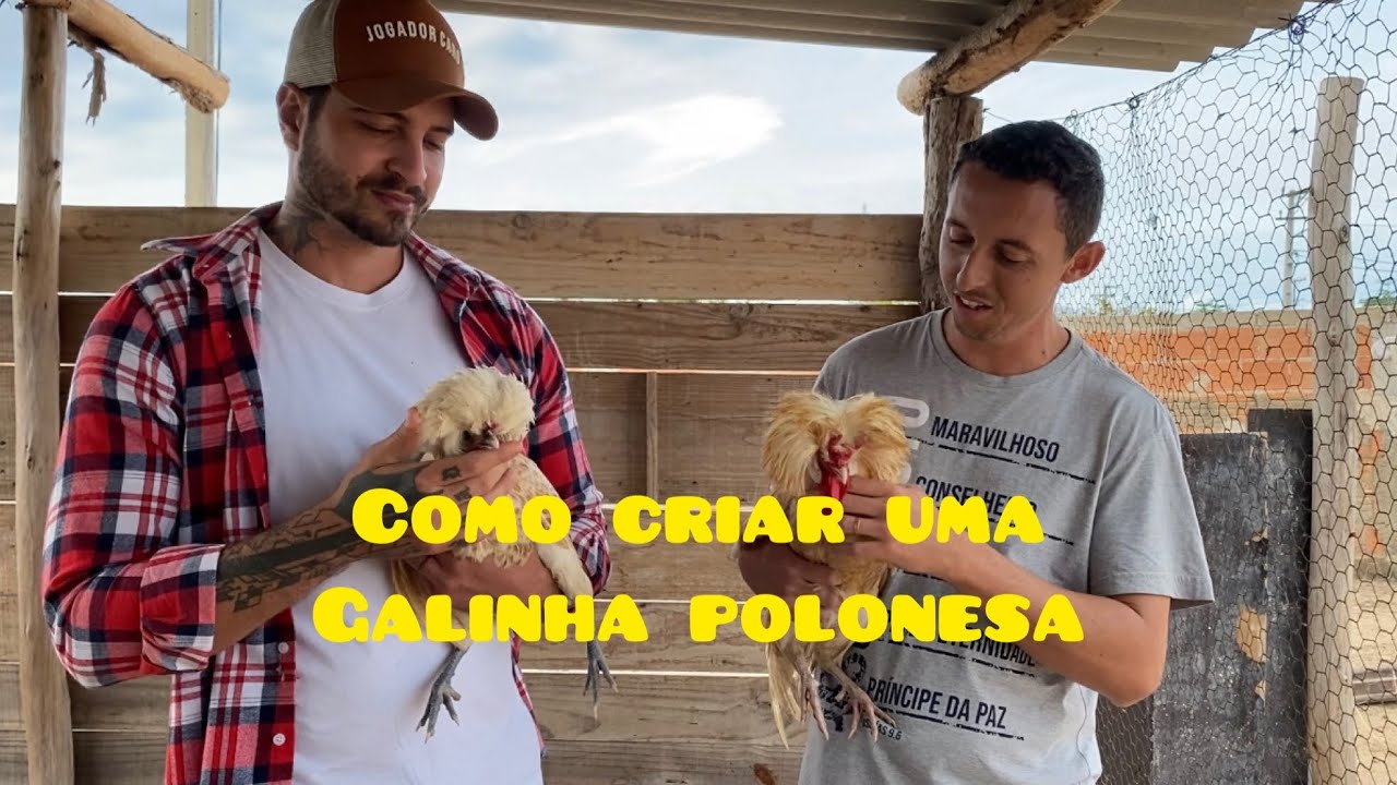 Como CRIAR uma GALINHA POLONESA