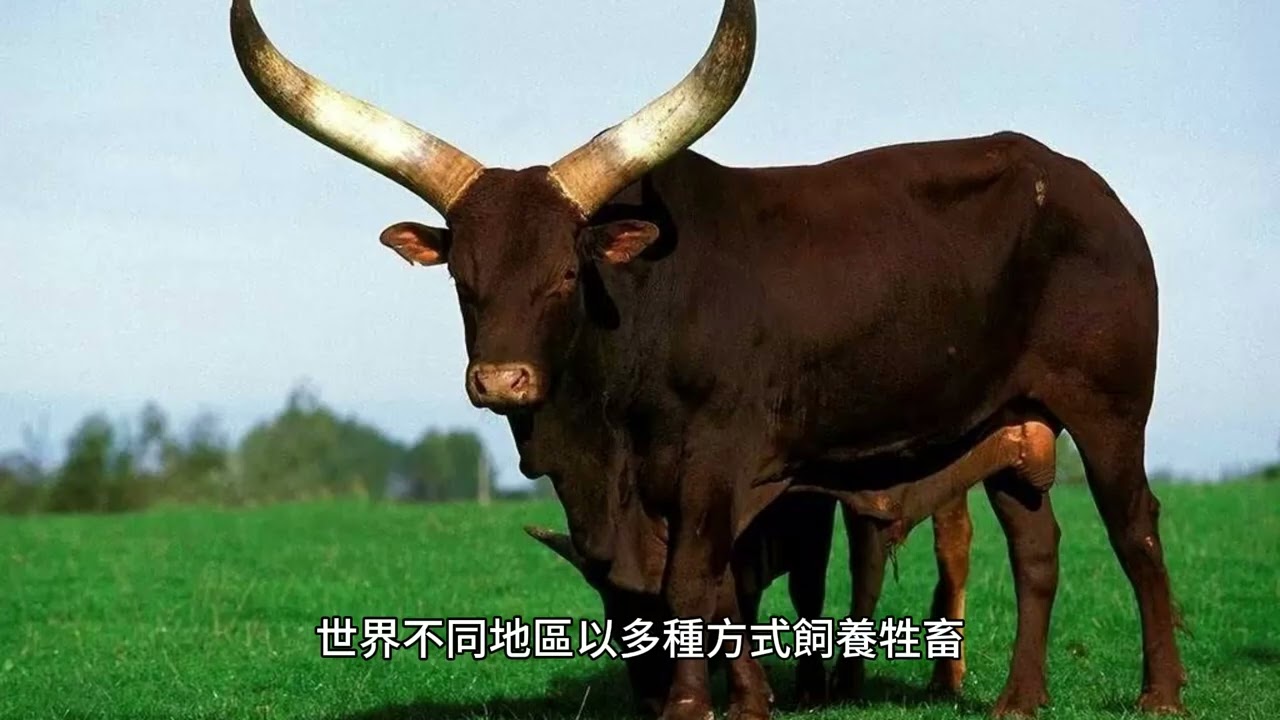 畜牧業：飼養牲畜以獲取肉類、牛奶和其他產品的藝術