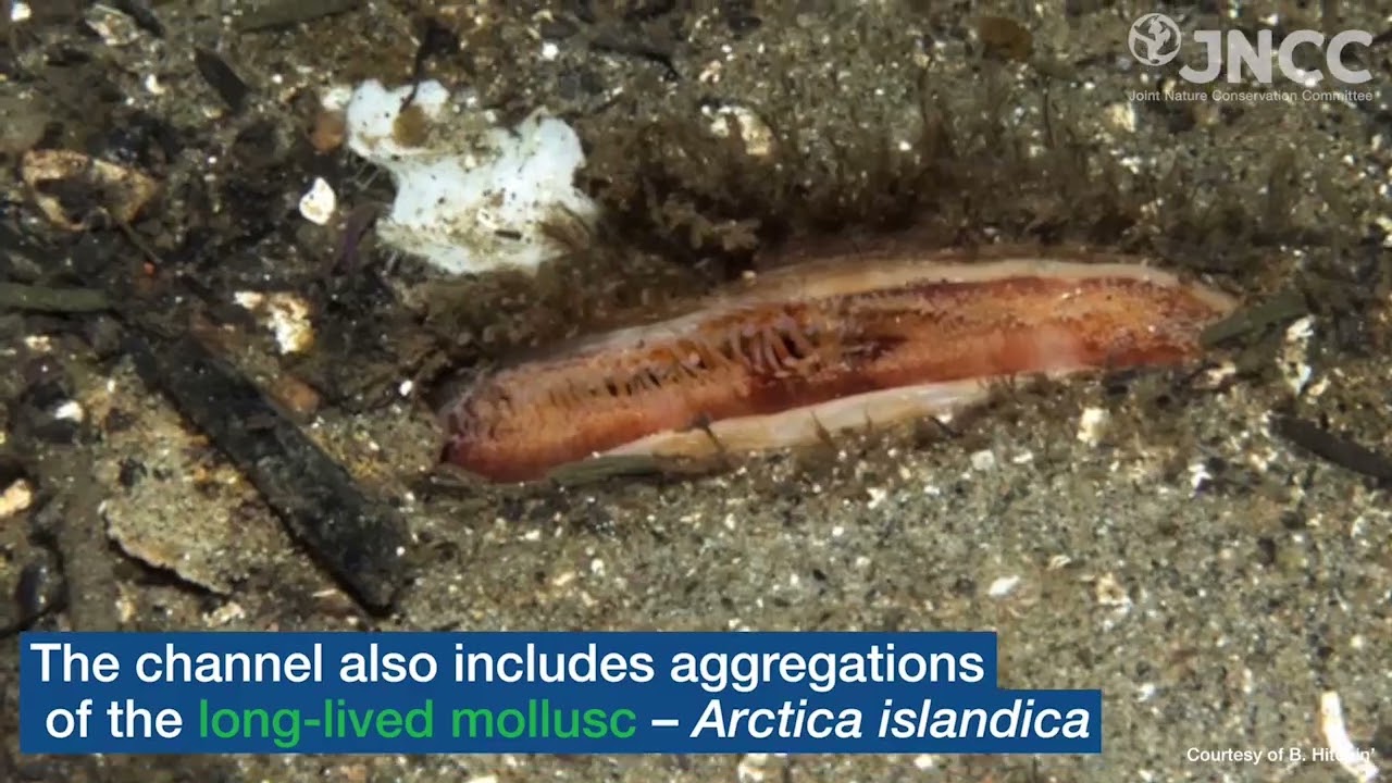 Faroe-Shetland Sponge Belt NCMPA