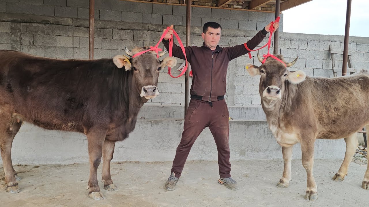 TOZA QONLI SHVEST BO‘G‘OZLAR🔥 YETUK BO‘G‘OZLAR 300 ming komentaria shouv🔥