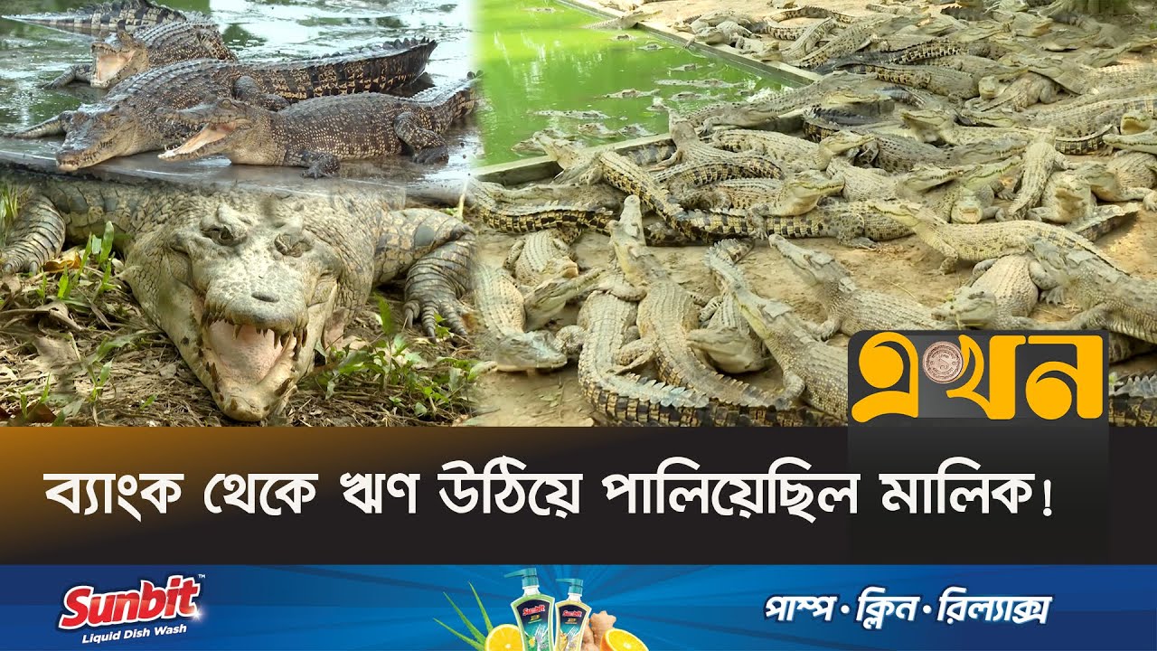 নিলামে বিক্রি হলো ময়মনসিংহের কুমিরের খামার | Crocodile Farm in Bangladesh | Mymensingh Crocodile