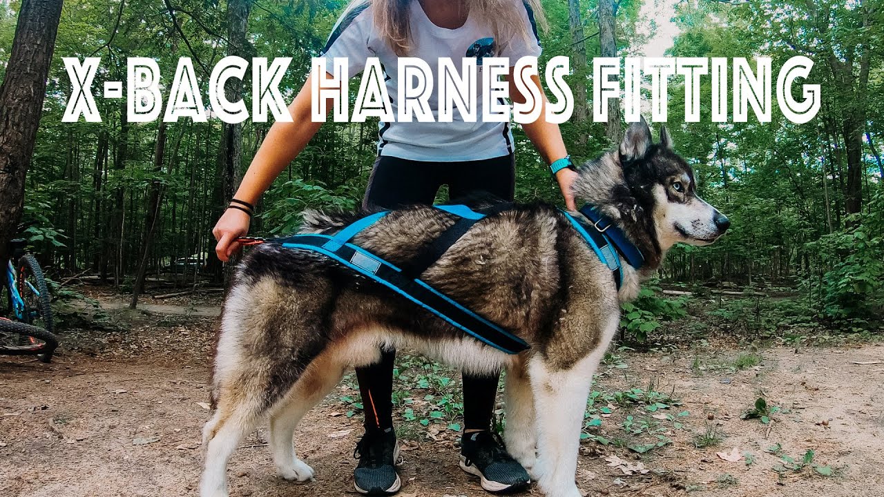 Harness Fitting - How to properly fit a X-back harness on your dog