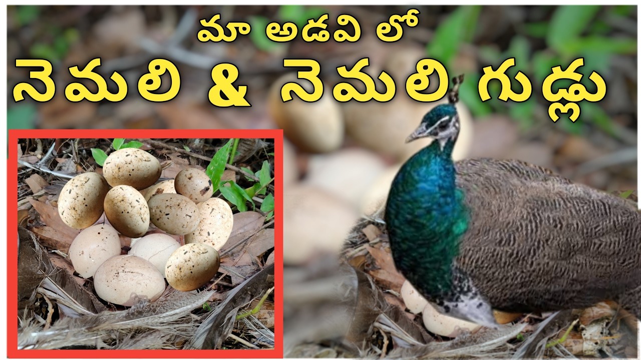 Adavi kodi hunting and nemali hunting || peacock eggs hunting || adavi kodi egg hunting #adavikodi