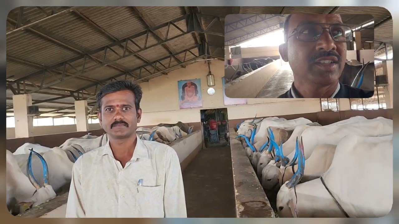 ಸದಲಗಾ ಗೋಶಾಲೆ! Gow Shale @ Sadalaga, Chikkodi Taluka   
