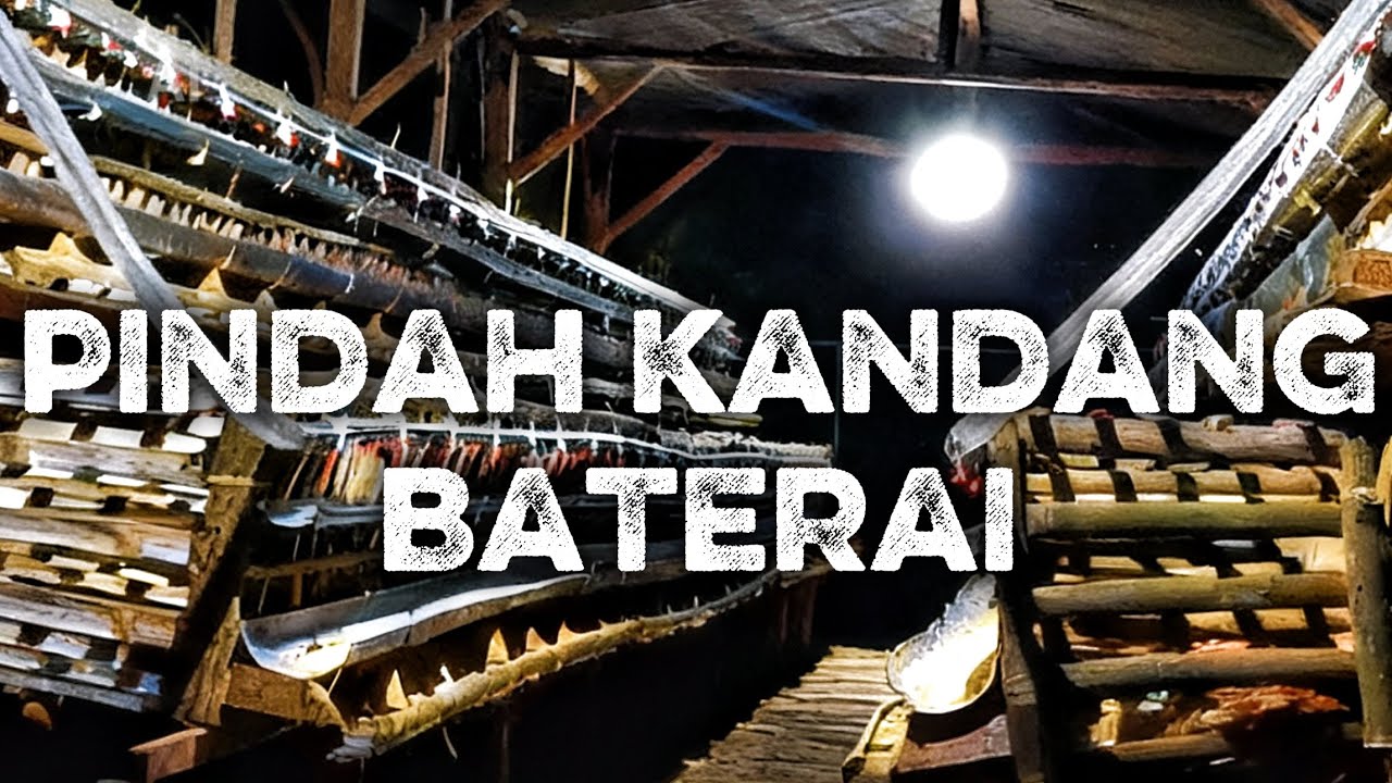 Detik-detik Ayam Pindah Kandang Baterai | Dari Cor Jalan Sampai Makan Sore