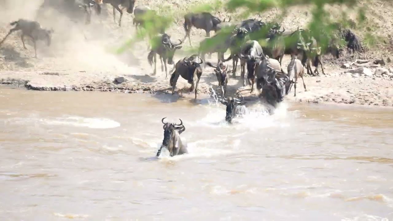 [ヌーの川渡り]Serengeti-Wildebeest Great Migration