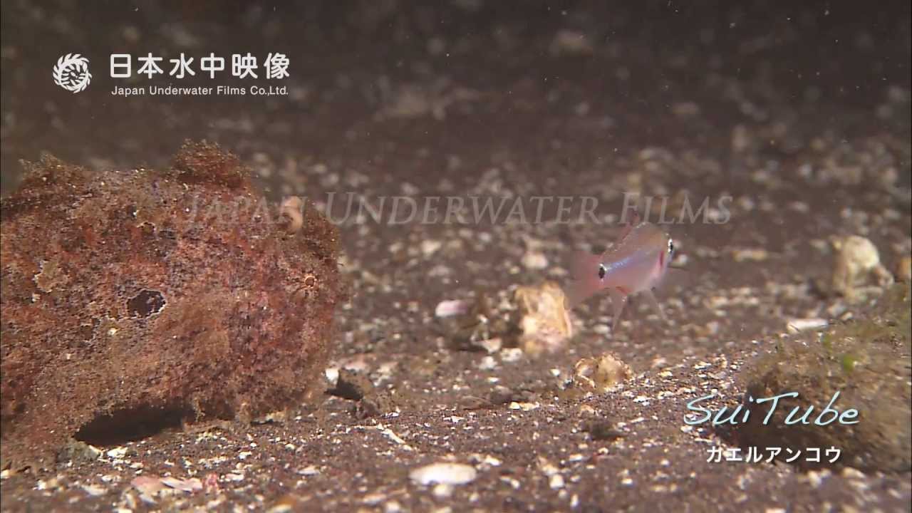 カエルアンコウ捕食　Predation of Frogfish. suitube7!