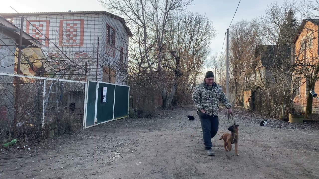 Бельгийская овчарка 4 месяца Дикси! Будни дрессировки! Отработка команды ко мне! 