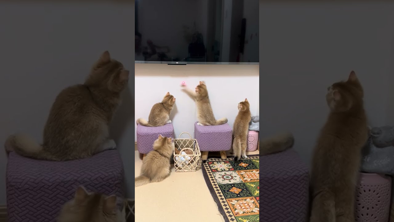 Kittens playing33