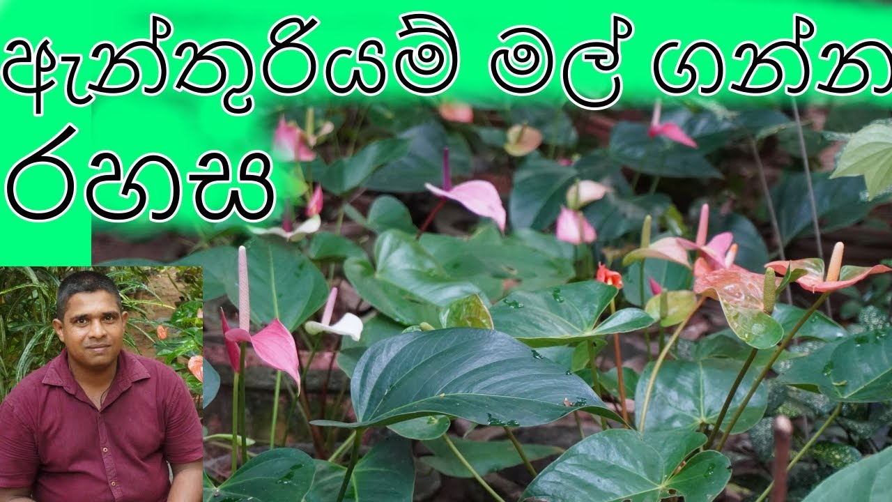 Anthurium cultivation ඇන්තුරියම් වගාව Anthurium wagawa Anthurium flower cultivation මල් වගාව mal