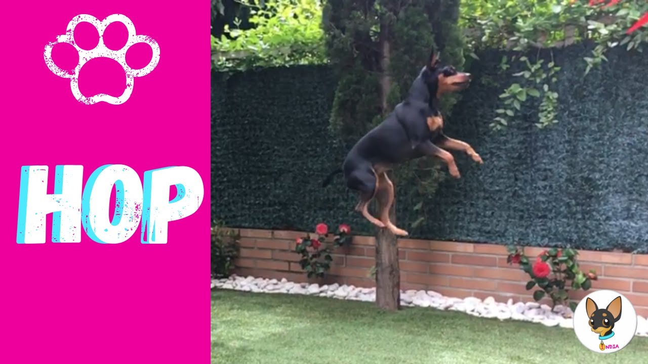 Enseña a tu perro a saltar a la orden · Dogs play
